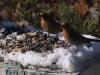finches_crop_img_7435