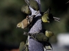 goldfinches_img_0207