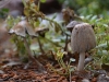 mushrooms_n7k_9467