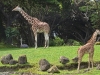 giraffes_n7k_1438