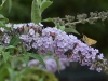 buddleia_n7k_6007