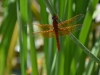 dragonfly_n7k_5139