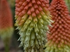 kniphofiauvaria_n7k_7342