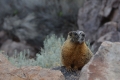 marmot_n7k_0306