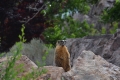 marmot_n7k_0316