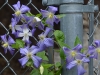 perledeazul_clematis_n7k_5953