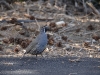 quail_n7k_5432