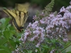 swallowtail_n7k_6079