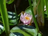 waterlily_n7k_5144