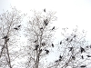 crows_n7k_7736