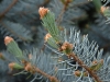 bluespruce_n7k_0469