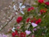 gaura_n7k_09843