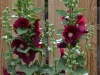 hollyhock_n7k_0833_perspective