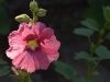 hollyhock_n7k_0960_fixed