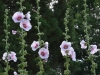 hollyhock_n7k_09777