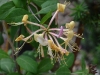 lonicera_n7k_4049