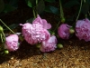 peony_n7k_2789