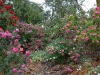 rosegarden_gertrudejekyll_n7k_2172