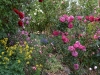 rosegarden_n7k_3023