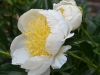 whitepeony_n7k_3743