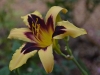 wildhorsesdaylily_n7k_1308