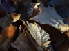 leaves_n7k_5971